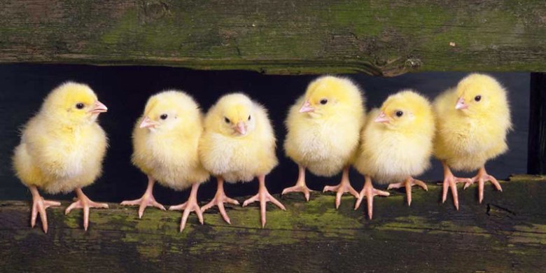 Will there be bunnies?  How about&nbsp;chicks?